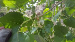 Populus fremontii fremontii