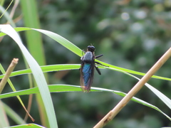 Microstylum oberthurii