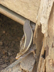 Zonosaurus laticaudatus