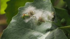 Populus fremontii fremontii