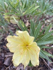 Oenothera