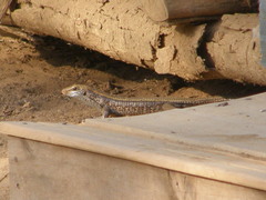 Zonosaurus laticaudatus