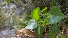 Populus fremontii fremontii