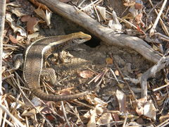 Zonosaurus laticaudatus