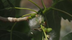 Populus fremontii fremontii