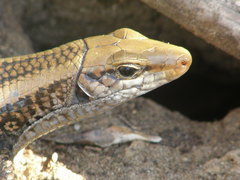 Zonosaurus laticaudatus