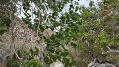 Populus fremontii fremontii