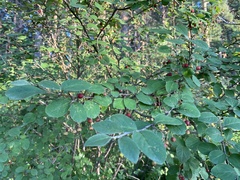 Cotoneaster melanocarpus