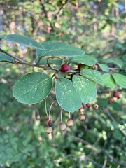Cotoneaster melanocarpus