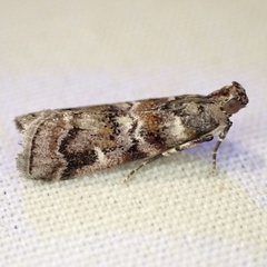 Dioryctria pygmaeella