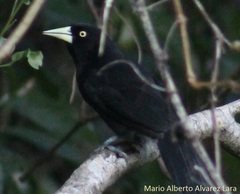 Amblycercus holosericeus