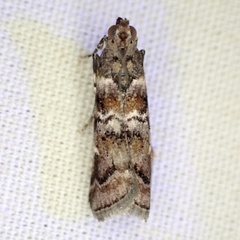Dioryctria pygmaeella