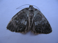 Hydriomena renunciata