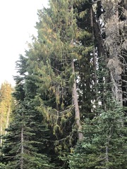 Cupressus nootkatensis