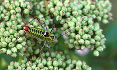 Poecilimon thoracicus