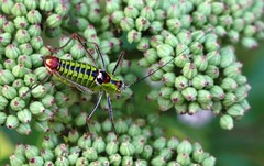 Poecilimon thoracicus