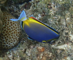 Acanthurus japonicus