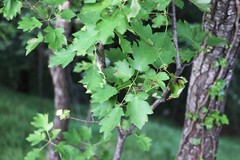 Torminalis glaberrima