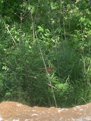 Cardinalis cardinalis