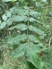 Fraxinus excelsior