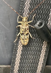 Monochamus marmorator