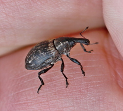 Lepyrus capucinus