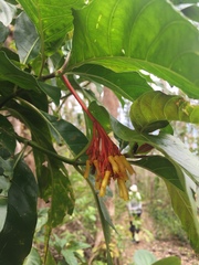 Palicourea croceoides