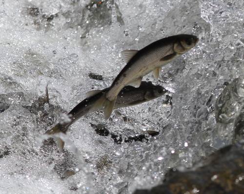 Pearl mullet (Alburnus tarichi) — Cyprinidae — 4