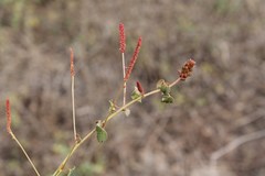 Acalypha microphylla