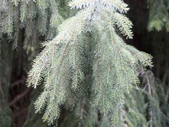 Picea omorika