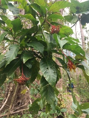 Palicourea croceoides