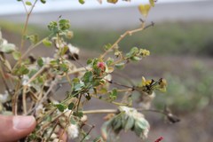 Acalypha microphylla