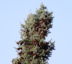 Picea omorika
