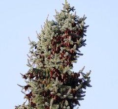 Picea omorika