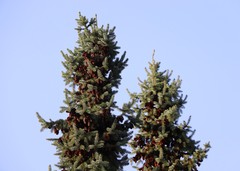 Picea omorika