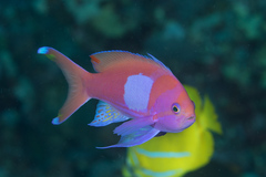 Pseudanthias pleurotaenia