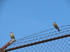 Turdus rufopalliatus