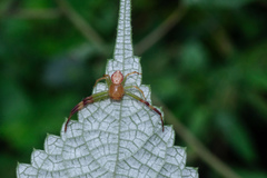 Massuria