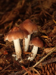 Rhodocollybia badiialba