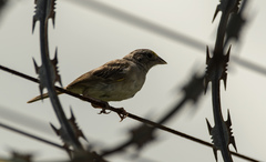 Ammodramus humeralis