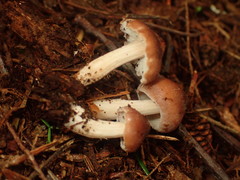 Rhodocollybia badiialba