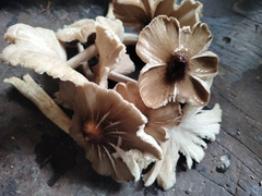 Termitomyces cartilagineus