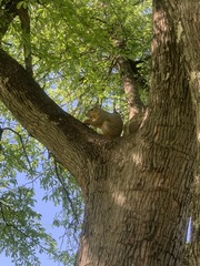 Sciurus niger