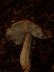 Rhodocollybia badiialba