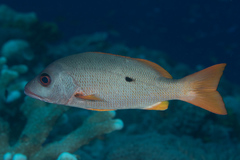 Lutjanus monostigma