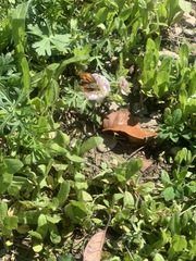 Lepidoptera