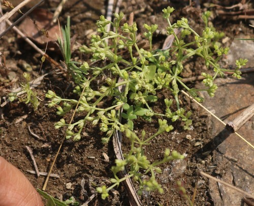 Hoppea dichotoma