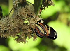 Heliconius ethilla