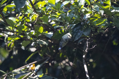 Pogoniulus scolopaceus