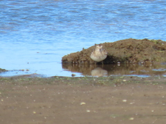 Calidris fuscicollis